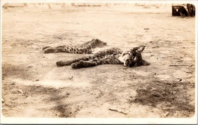 PC4862 Dead Bobcat Bob Cat Post Mortem Animal Scene Postcard RPPC