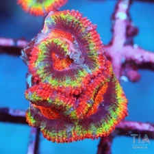 Ultra Rainbow Acan Frag I NOT WYSIWG I Live LPS Coral IAquacultured