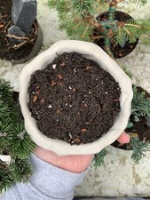 4 Litres Of Bonsai Tree Indoor & Outdoor Soil, Ready Mixed For All Tree Types