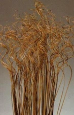  Extra Tall Curly Ting-Ting 3-3.5 ft Tall, Pack of 35-40 Curly Sticks - Brown