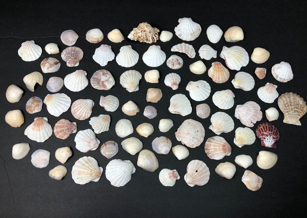 Sea Shell Lot 78 Shells various shells big and small Sea Shell Lot 78 Shells various shells big and small