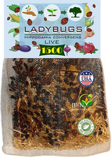 1500 Live Ladybugs for Garden - Good Bugs - G...