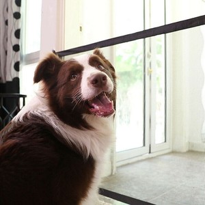 Barriere D Escalier Bebe Garde Securite Filet Separation De Chien De Compagnie Ebay Barriere D Escalier Bebe Garde Securite Filet Separation De Chien De Compagnie Ebay