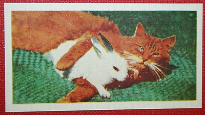 Fotokarte KATZE KUSCHELHASE Vintage 1961 EF19MS