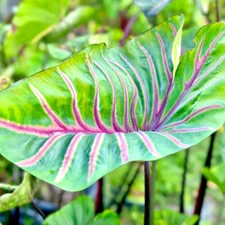 Colocasia Live Bulb Lava Lisa Tuber New Hybrid Free Phytosanitary Certificate