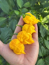 God Stopper Pepper Seeds 