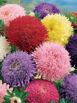Princess Mix Aster 35 Seёds Double China Aster 80cm Annual organic SW1190+TRACK