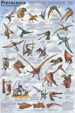 Pterosaurs Educational Poster 24x36