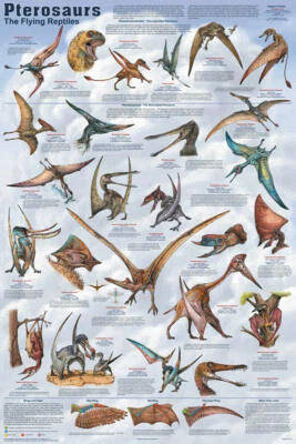 FEENIXX Pterosaurs Educational Poster 24x36
