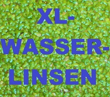 *GROSSE WASSERLINSEN* Schwimmpflanze Aquarienpflanze Teich Wasserpflanze