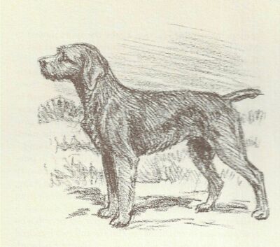 Wirehaired Pointing Griffon - CUSTOM MATTED - 1954 Vintage Dog Print - Megargee