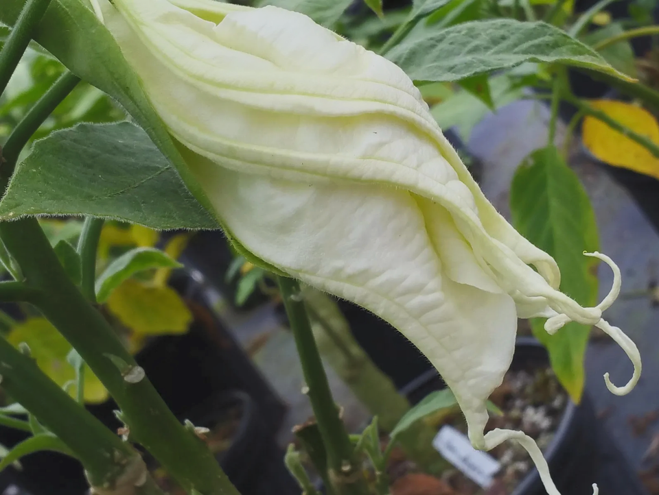 SHREDDED WHITE Fantasy Brugmansia Angels Trumpet Tropical Plant Unusual