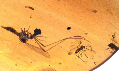 Several interesting Nematocera, Fossil inclusion in Burmese Amber