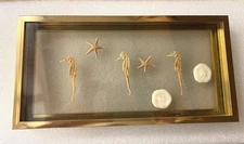 Vintage Figi Real Seahorse Sand Dollar Starfish Glass Shadow Box Nautical Decor