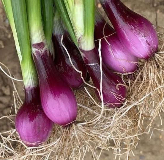 10 Pack Organic Onion 'Apache' Plug Plants Late April Delivery eBay