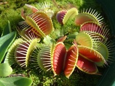 10 semi pianta carnivora Dionea Muscipula (Venus Flytrap)