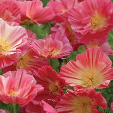 Thompson & Morgan Poppy Rose Chiffon Seeds Annual Garden Plants