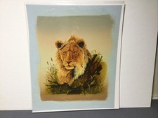 Casandra artist Lion painting Giclee canvas reproduction 11.25” X 13.25” Print