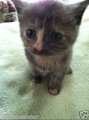 HELP FEED VET PEANUT the RESCUED KITTEN  FREYAS CAT RESCUE Rec COLOR PHOTO