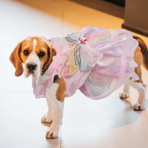 1 Set Of Adorable Dog Princess Dress Comfortable Breathable Pet Clothing Dog - Picture 9 of 12