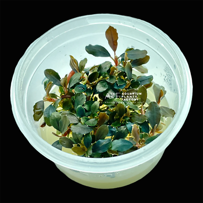 Bucephalandra Black Pearl Tissue Culture | Aquarium Plants Factory