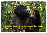 Ugandas Friedliche Berggorillas (Wandkalender 2026 Din A3 Quer), Calvendo...