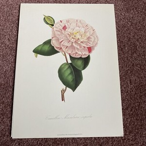 Camellia Maculata Superla 9 X12 Inches. Dry mounted Ready For Framing