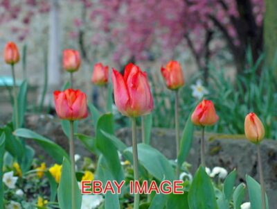 FOTO TULPEN UND BLÜTE EIN PAAR FOTOS IM APRIL, DIE ICH VERGESSEN HABE T