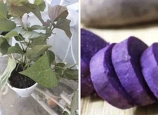 3  Rooted Purple Sweet Potato Plants With Pot Live Plants Ready To Plant