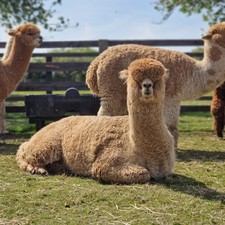 Ophira's Fawn Huacaya Alpaca Raw Blanket Fleece 2.7kg For Spinning&Felting