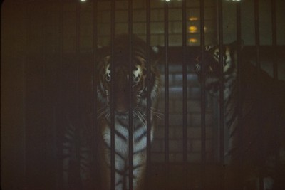 c1960's 35mm Slide Two Tigers Behind Bars Zoo Animal Wildlife Color Photo
