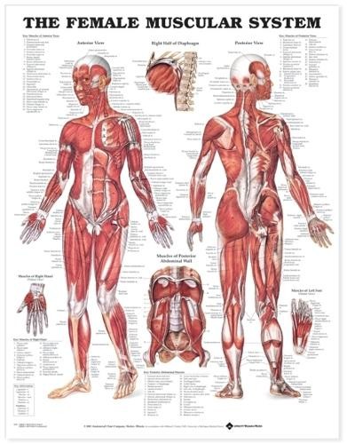 The Female Muscular System Anatomical Chart by  Anatomical Ch... - 9781587795657
