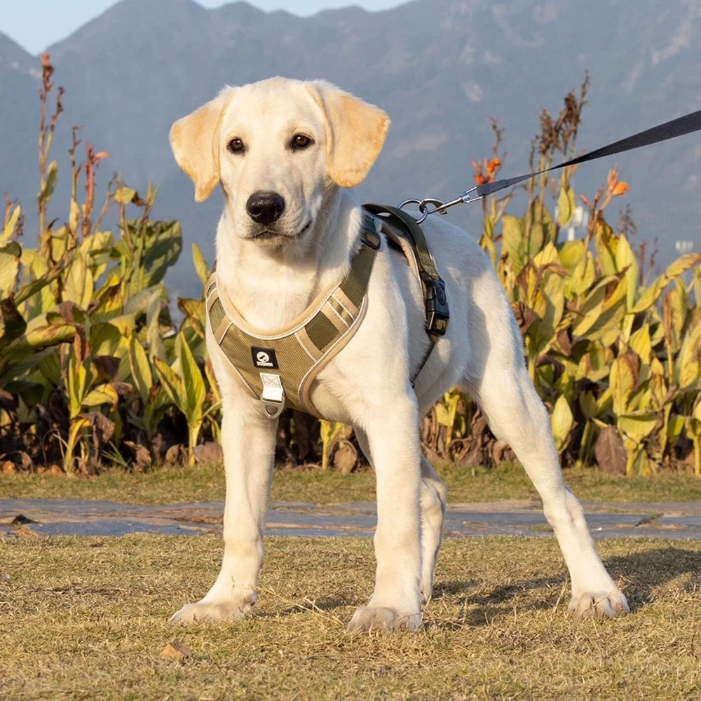 Dog Harness for Small Dogs No Pull with 2 Dog Leash Clips (Khaki - Medium) Dog Harness for Small Dogs No Pull with 2 Dog Leash Clips (Khaki - Medium)