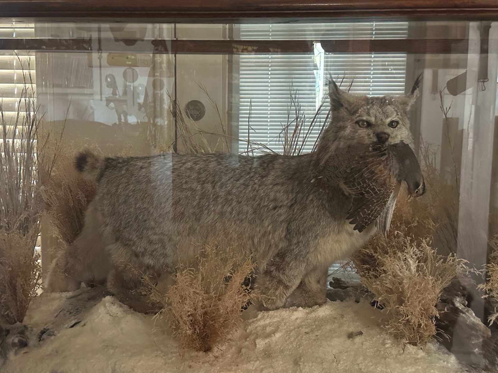 Canadian Lynx with Quail in its Mouth in Oak and Glass Display with 2 Lights.