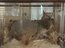 Canadian Lynx with Quail in its Mouth in Oak and Glass Display with 2 Lights.