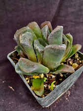 Haworthia truncata X maughani , succulents