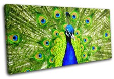 Peacock Feathers Colourful Modern Animals SINGLE CANVAS WALL ART Picture Print