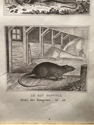 ANTIQUE ILLUSTRATION 1835 HOUSE MOUSE HARVEST MOUSE RAT RODENT ILLUSTRATION STEEL ENGRAVING