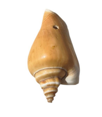 Natural Land Snail Shell Pendant Authentic Drilled Spiral Charm for Boho Jewely