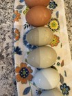 npip cert EIGHT (8) Mixed Eggs Fertile Hatching Eggs — photo 5