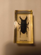 Collezionismo Insetti Cervo Volante 