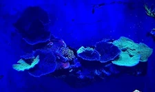 Monti Cap Mixed Frags (3) - Monti Pack (Purple, Green, Christmas)