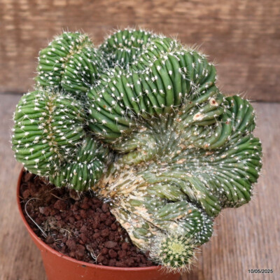 D3986 NOTOCACTUS LENINGHAUSII CRESTED pot10-H12-W14 cm MaMa Cactus
