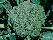 Broccoli,  Waltham 29  100 - 125  NON - HYBRID  NON - GMO Seeds Heirloom