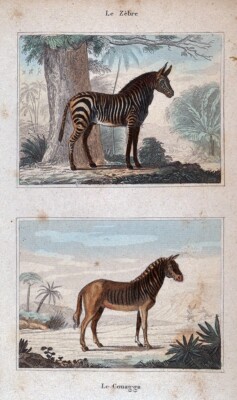 1844 Buffon Print Zebra & Couagga Extinct Species Equidae Equus Quagga Africa