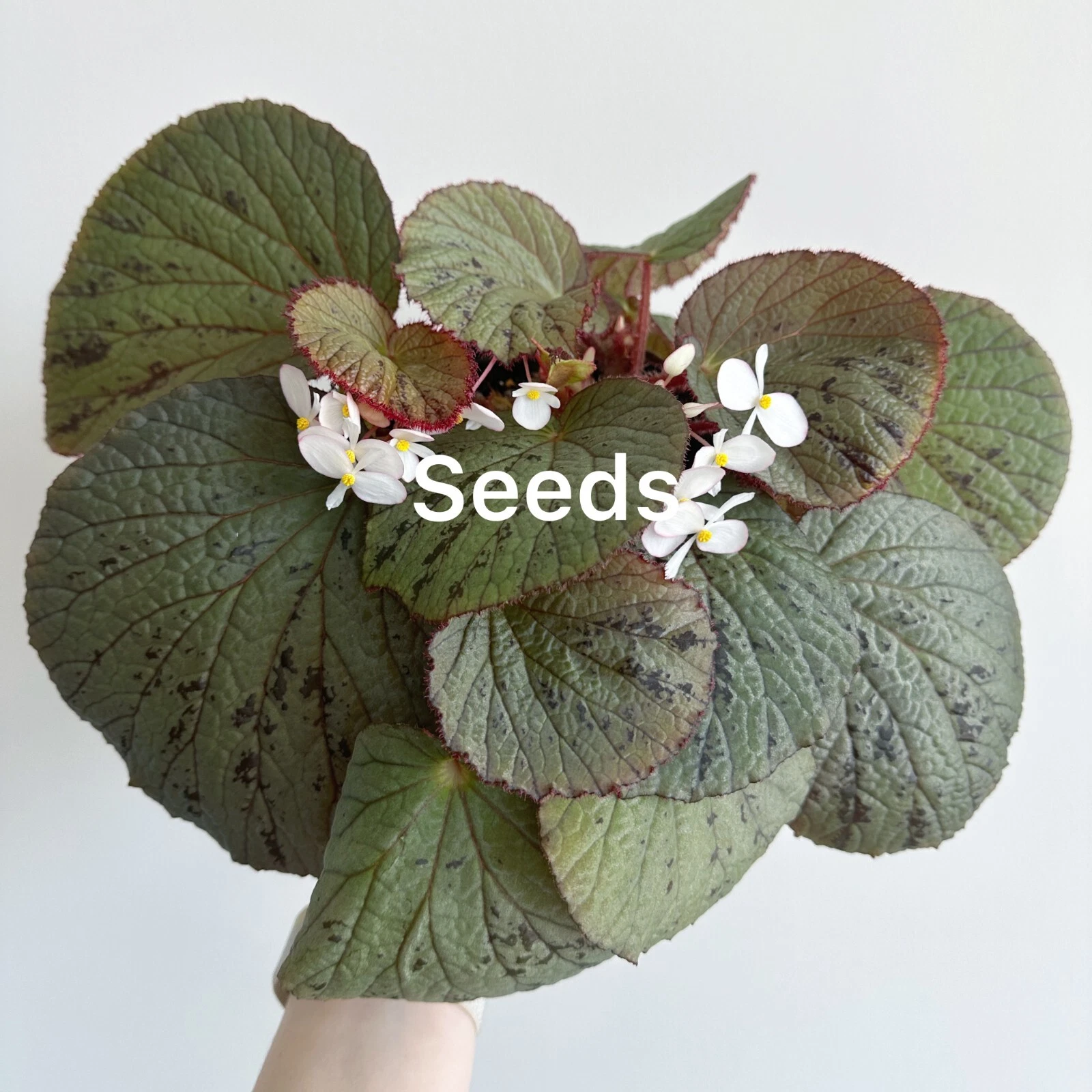 Begonia aketajawensis (silver form?) 40+ seeds - FREE domestic shipping