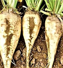 Sugar Beet Seeds 50+ Seeds NON-GMO  BUY 4 GET FREE SHIPPING