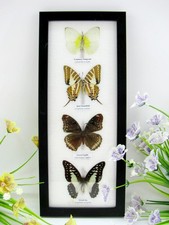 4 farfalle vere imbottite bellissime in vetrina - pezzo unico - murale A-04-h-01