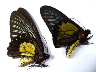UNMOUNTED BUTTERFLIES/ORNITHOPTERA T PLATENI PAIR FROM PALAWAN