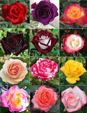 100 PCS Dark Rose Mixed Color Seeds Rare Garden Flower Heirloom Plant Pack